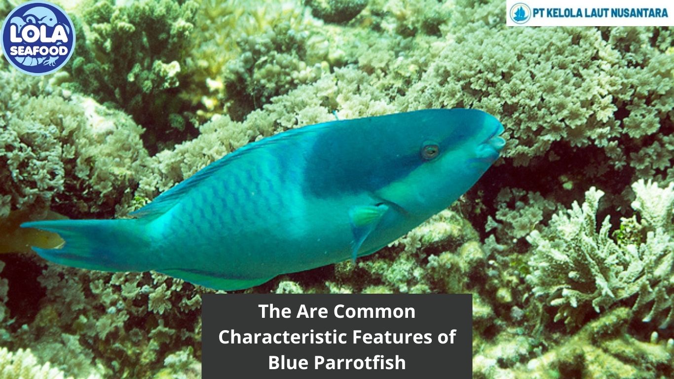 The Are Common Characteristic Features of Blue Parrotfish